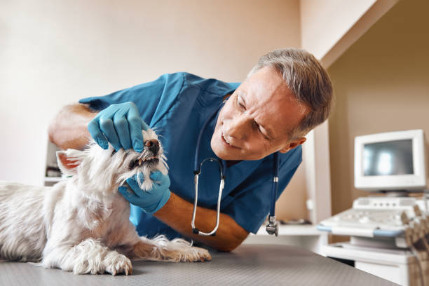 Best Emergency Treatment for Toothache in Dagsboro, DE